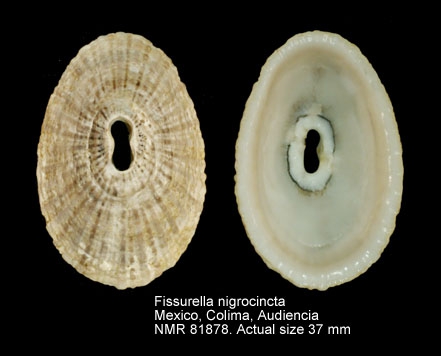Fissurella nigrocincta