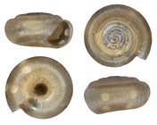 Afrodonta geminodonta Herbert, 2020