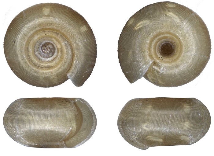 Amatholedonta fordycei Herbert, 2020 Amatholedonta fordycei Herbert, 2020
