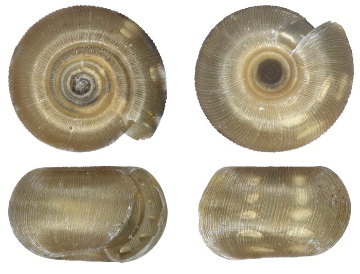 Amatholedonta bimunita (Connolly, 1939) Amatholedonta bimunita (Connolly, 1939)