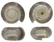Biomphalodonta forticostata Herbert, 2020