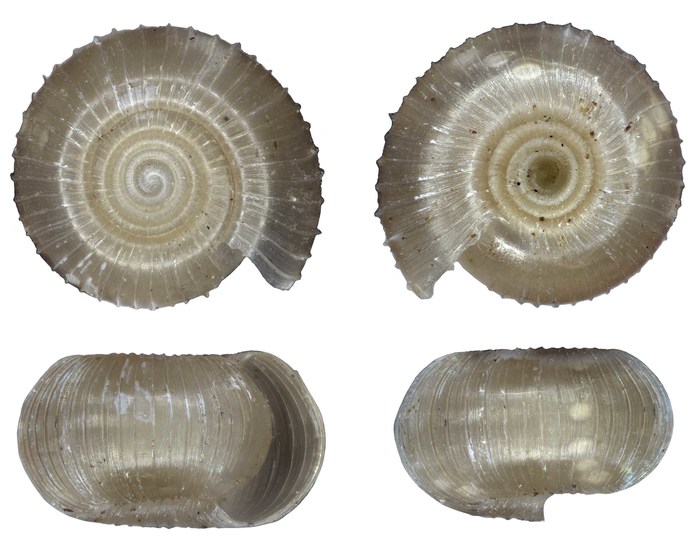 Biomphalodonta forticostata Herbert, 2020