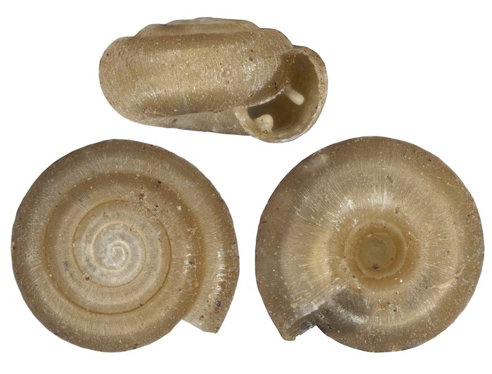 Afrodonta bilamellaris Melvill & Ponsonby, 1908 Afrodonta bilamellaris Melvill & Ponsonby, 1908