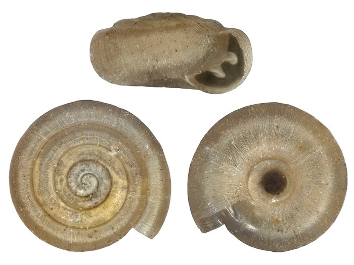 Afrodonta connollyi Solem, 1970 Afrodonta connollyi Solem, 1970