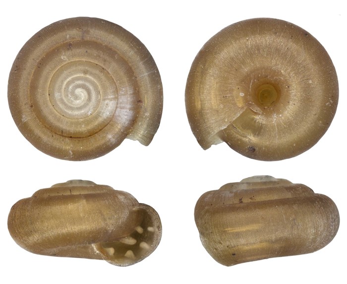 Afrodonta farquhari (Burnup, 1912) Afrodonta farquhari (Burnup, 1912)