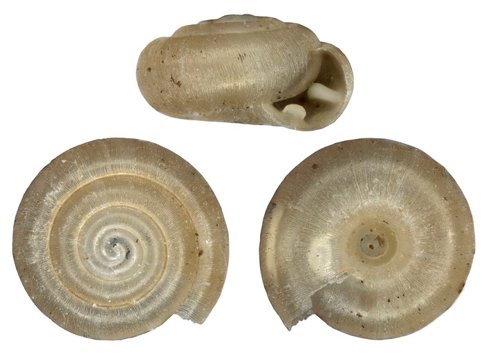 Afrodonta inhluzaniensis inhluzaniensis (Burnup, 1912)