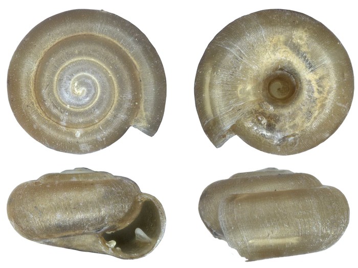 Afrodonta inhluzaniensis leptolamellaris Herbert, 2020 Afrodonta inhluzaniensis leptolamellaris Herbert, 2020