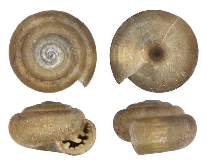 Afrodonta novemlamellaris (Burnup, 1912) Afrodonta novemlamellaris (Burnup, 1912)
