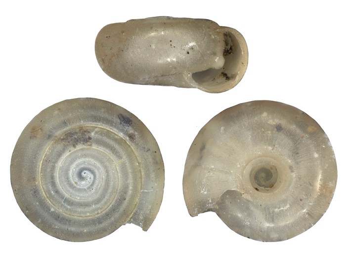 Afrodonta unilamellaris Connolly, 1933 Afrodonta unilamellaris Connolly, 1933