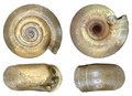 Mollusca (molluscs)