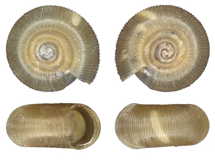 Iterodonta ammonita Herbert, 2020
