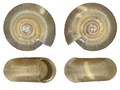 Mollusca (molluscs)