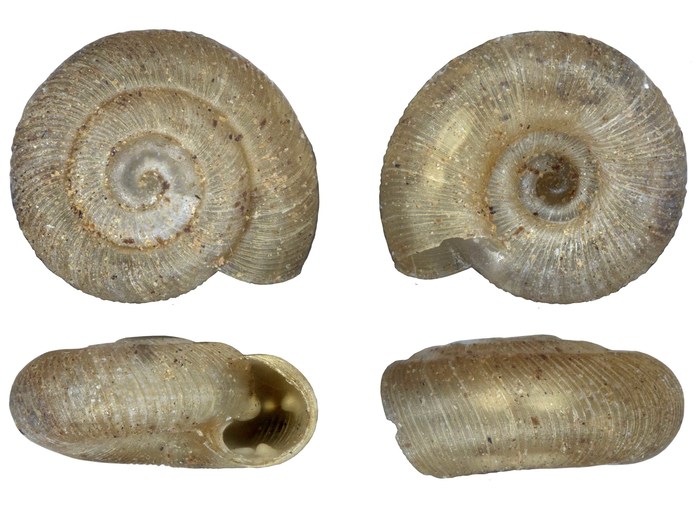 Phialodonta atromontana Herbert, 2020 Phialodonta atromontana Herbert, 2020