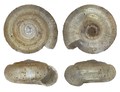 Mollusca (molluscs)