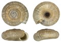 Mollusca (molluscs)