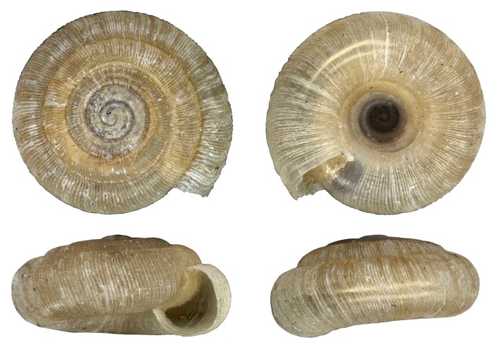 Phialodonta perfida (Burnup, 1912) Phialodonta perfida (Burnup, 1912)