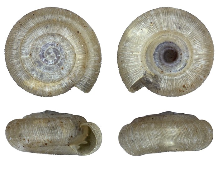 Phialodonta rivalalea Herbert, 2020 Phialodonta rivalalea Herbert, 2020