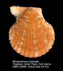 Mimachlamys cloacata