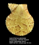 Laevichlamys gladysiae