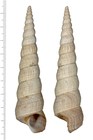 Turritella ferruginea L. Reeve, 1849