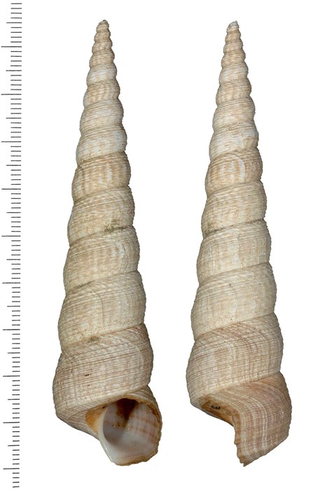 Turritella ferruginea L. Reeve, 1849