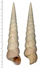 Turritella sanguinea L. Reeve, 1849