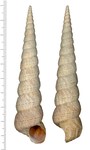 Turritella sanguinea L. Reeve, 1849