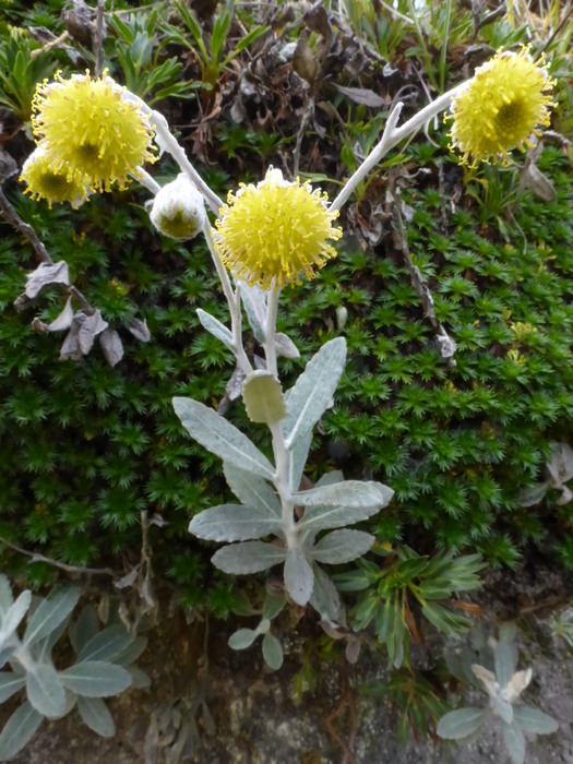 Capitula Capitula