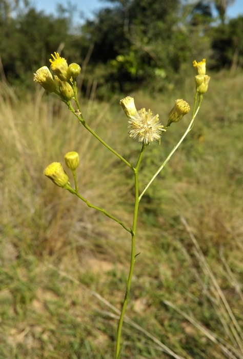 Apopyros corymbosus (Hook. & Arn.) G.L.Nesom