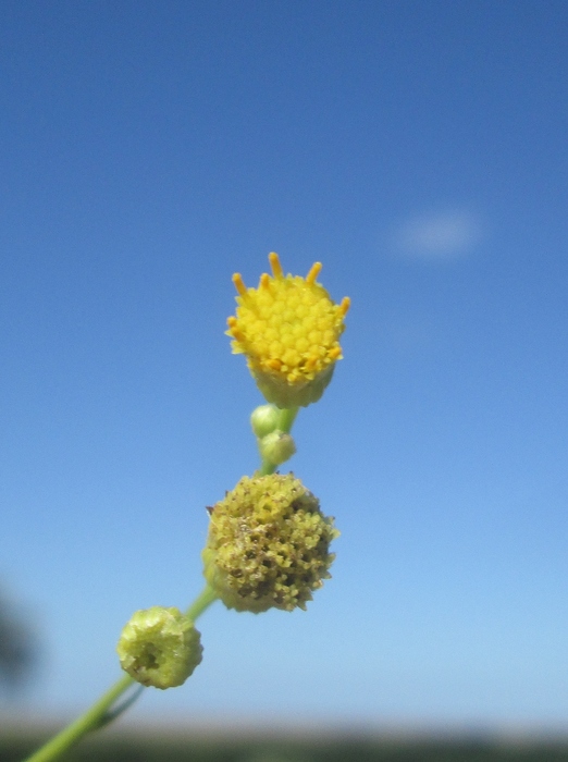 Apopyros corymbosus (Hook. &amp; Arn.) G.L.Nesom
