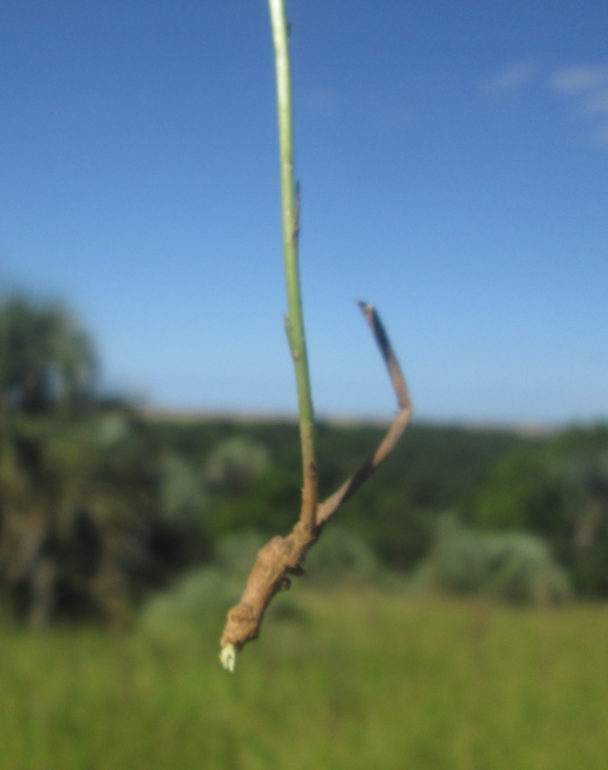 Apopyros corymbosus (Hook. & Arn.) G.L.Nesom