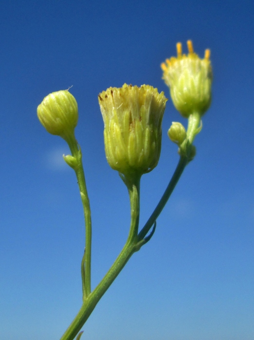 Apopyros corymbosus (Hook. &amp; Arn.) G.L.Nesom