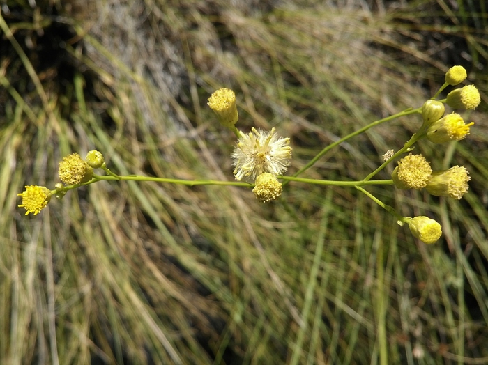 Apopyros corymbosus (Hook. & Arn.) G.L.Nesom