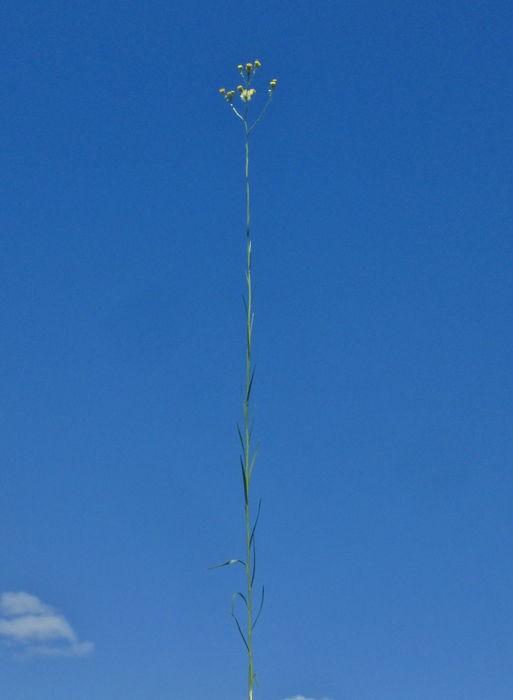 Apopyros corymbosus (Hook. &amp; Arn.) G.L.Nesom