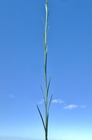 Apopyros corymbosus (Hook. & Arn.) G.L.Nesom