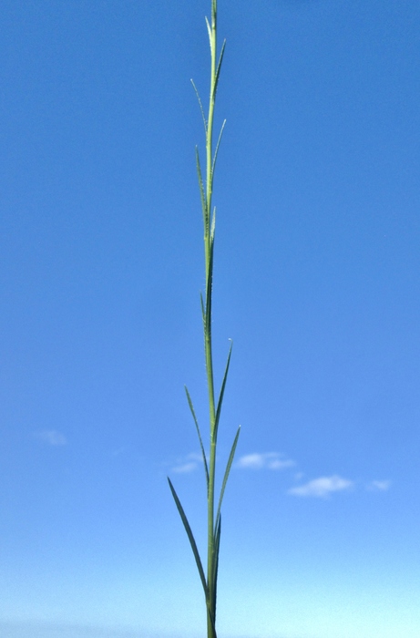 Apopyros corymbosus (Hook. &amp; Arn.) G.L.Nesom