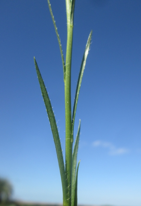 Apopyros corymbosus (Hook. &amp; Arn.) G.L.Nesom