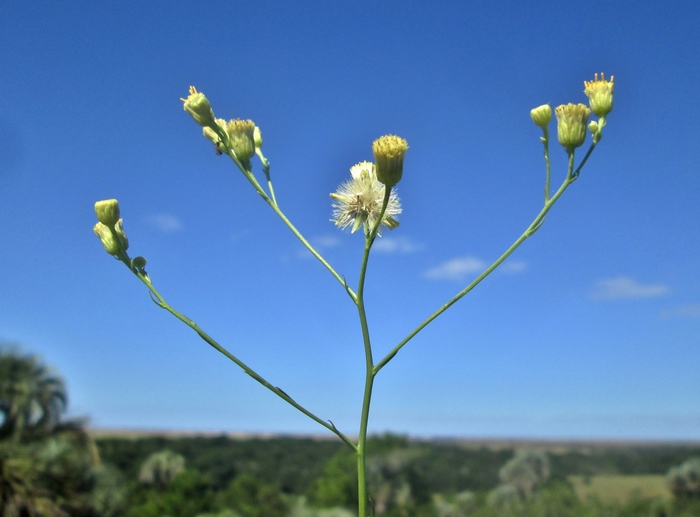 Apopyros corymbosus (Hook. & Arn.) G.L.Nesom