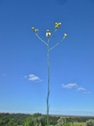 Apopyros corymbosus (Hook. & Arn.) G.L.Nesom