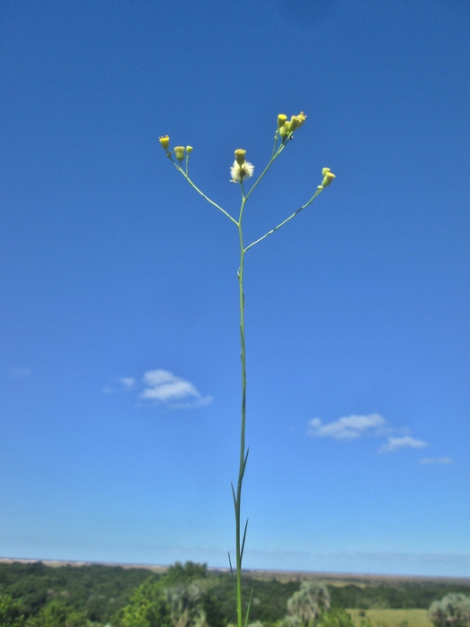 Apopyros corymbosus (Hook. &amp; Arn.) G.L.Nesom