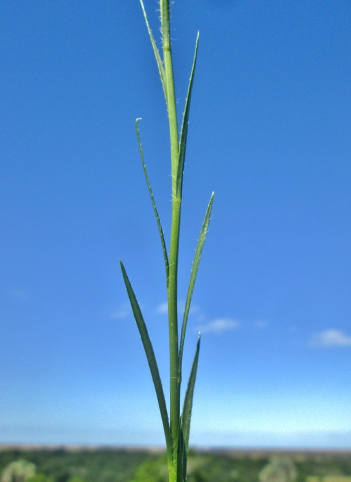 Apopyros corymbosus (Hook. & Arn.) G.L.Nesom Apopyros corymbosus (Hook. & Arn.) G.L.Nesom