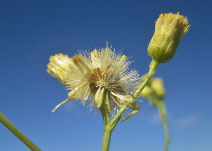 Apopyros corymbosus (Hook. &amp; Arn.) G.L.Nesom