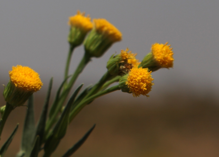 Apopyros warmingii (Baker) G.L.Nesom Apopyros warmingii (Baker) G.L.Nesom