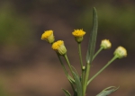Erigeron warmingii (Baker) G.Heiden & Funez