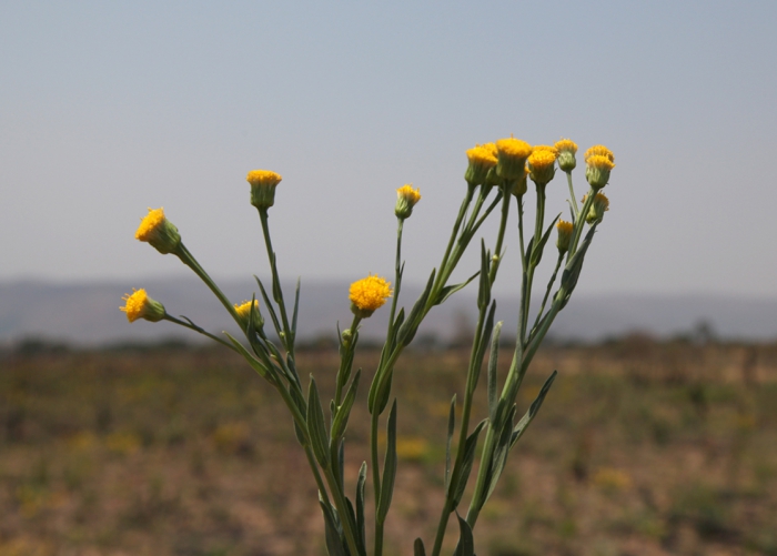 Apopyros warmingii (Baker) G.L.Nesom