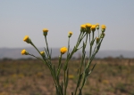 Erigeron warmingii (Baker) G.Heiden & Funez