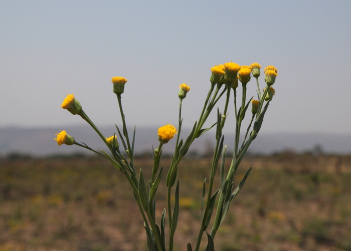 Erigeron warmingii (Baker) G.Heiden &amp; Funez
