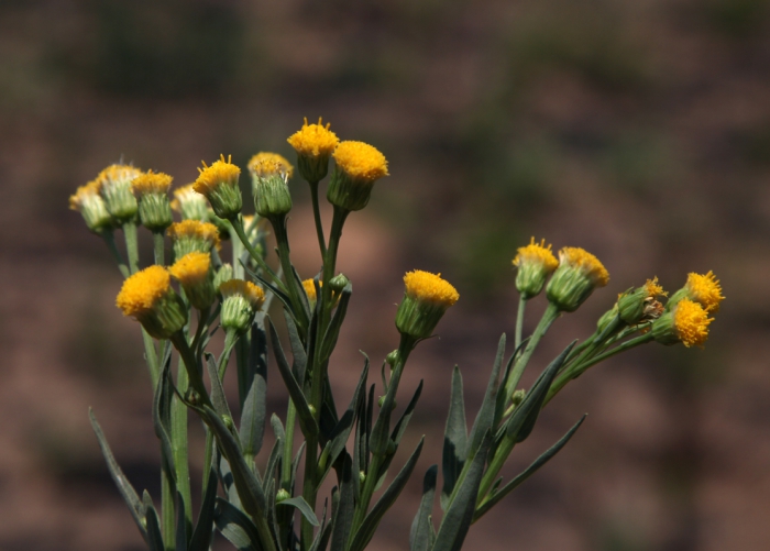 Apopyros warmingii (Baker) G.L.Nesom