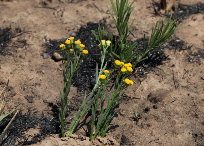Apopyros warmingii (Baker) G.L.Nesom Apopyros warmingii (Baker) G.L.Nesom