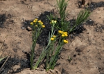 Erigeron warmingii (Baker) G.Heiden & Funez 